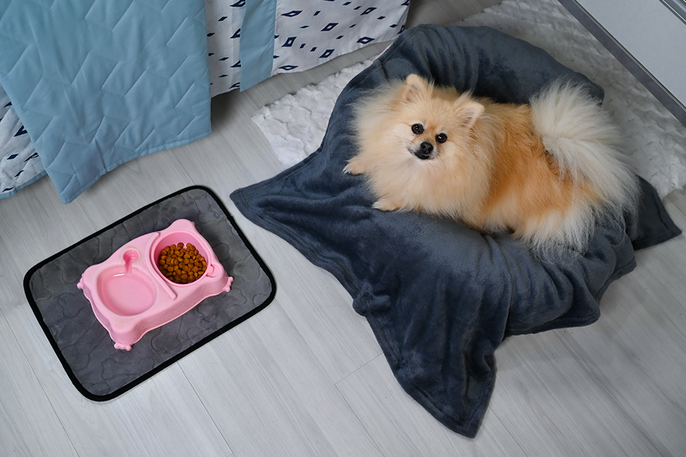 buettner-a-importancia-do-conforto-para-o-bem-estar-dos-pets